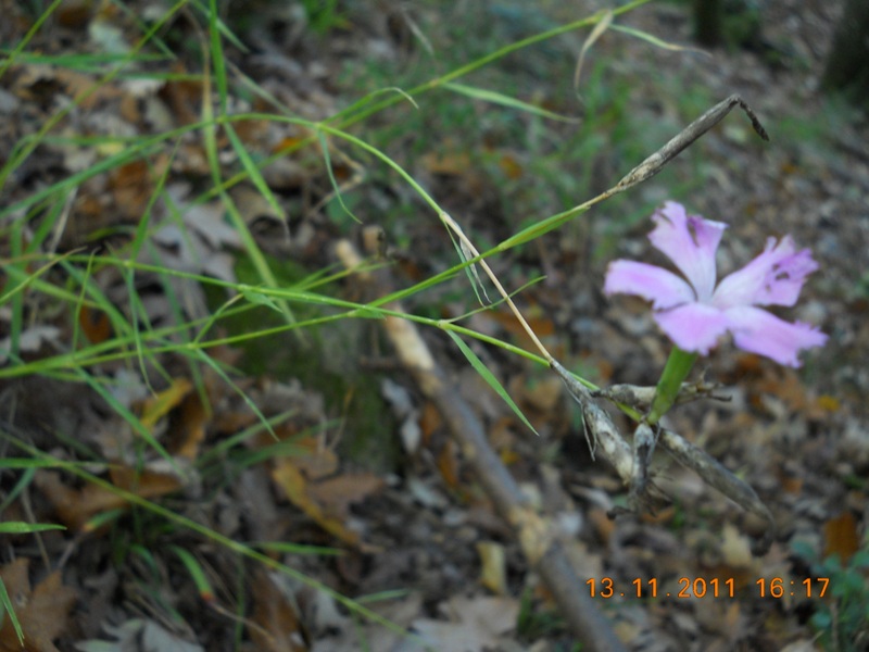 Dianthus cfre. seguieri